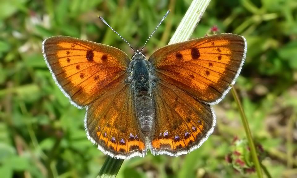 chi l''ha vista?? Lycaena alciphron